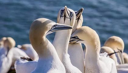 BSPORT APP-瑞典队出色发挥：2024混合团体世界杯赛程回顾，瑞典参加世界杯