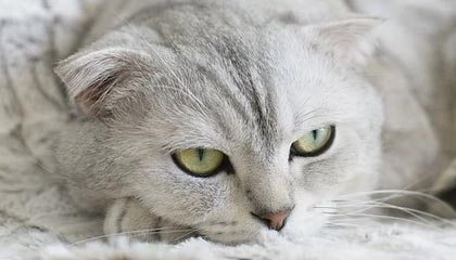 b体育网页版登录入口-中国篮球青少年训练营体系构建与评价，青少年篮球训练中心简介