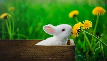 BSPORT APP-瑞典队出色发挥：2024混合团体世界杯赛程回顾，瑞典参加世界杯