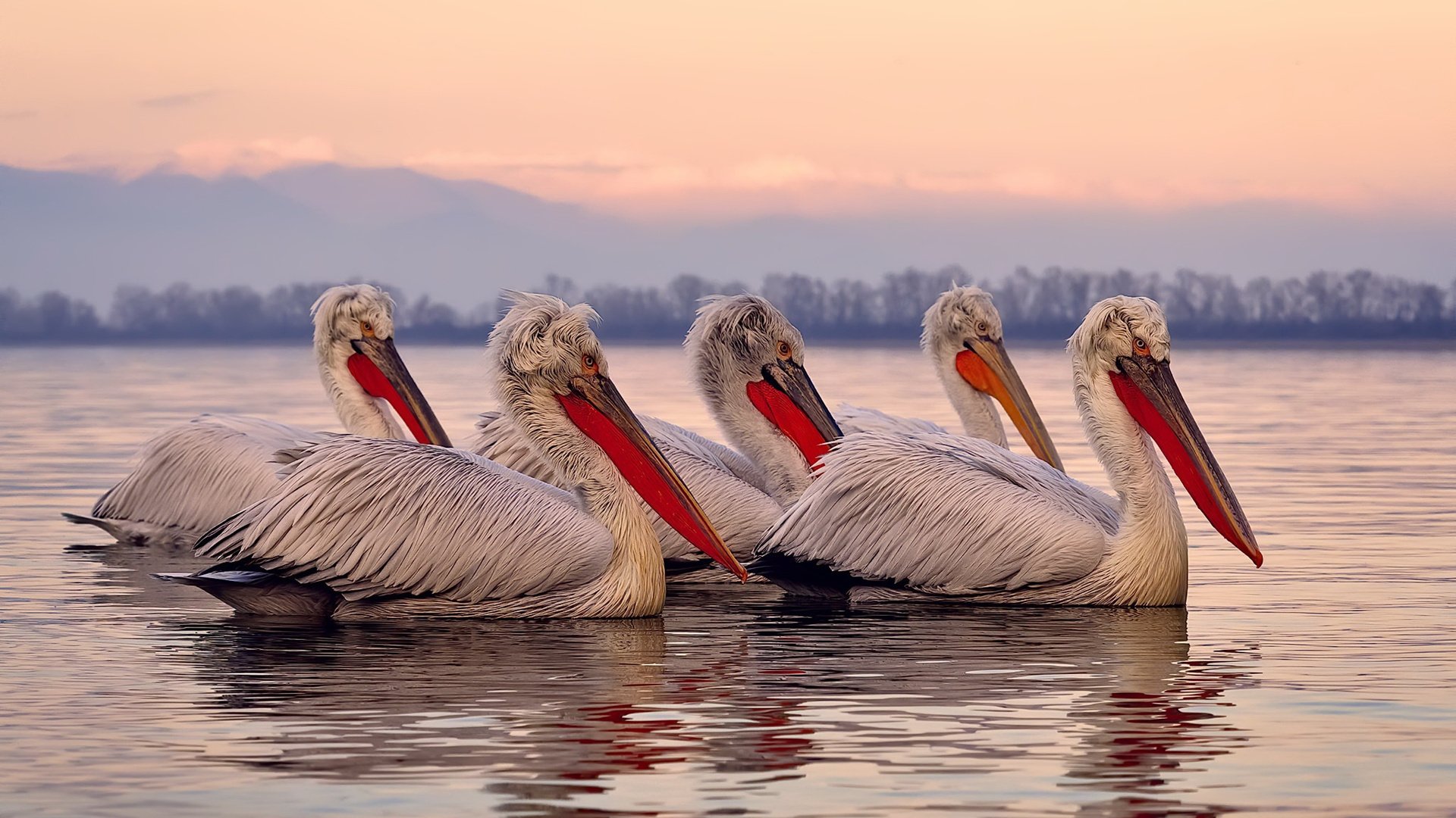 _火箭队追赶劲敌，比赛节奏紧凑激烈_，火箭队队