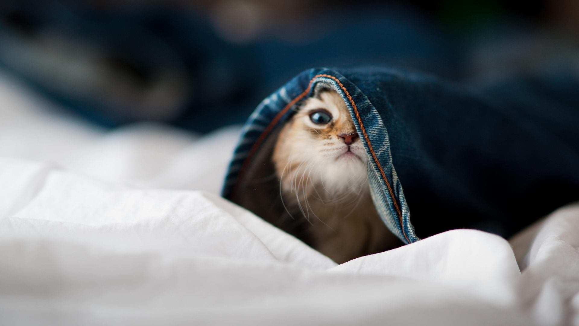 【训练技巧】丁俊晖：数十年的康复与精细训练经验分享，丁俊晖介绍