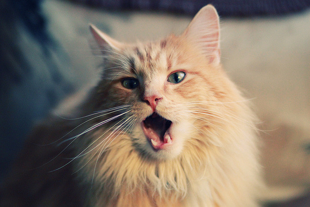 b体育app-哥伦比亚女足在巴黎奥运会上表现出色，赢得银牌，哥伦比亚足球美女