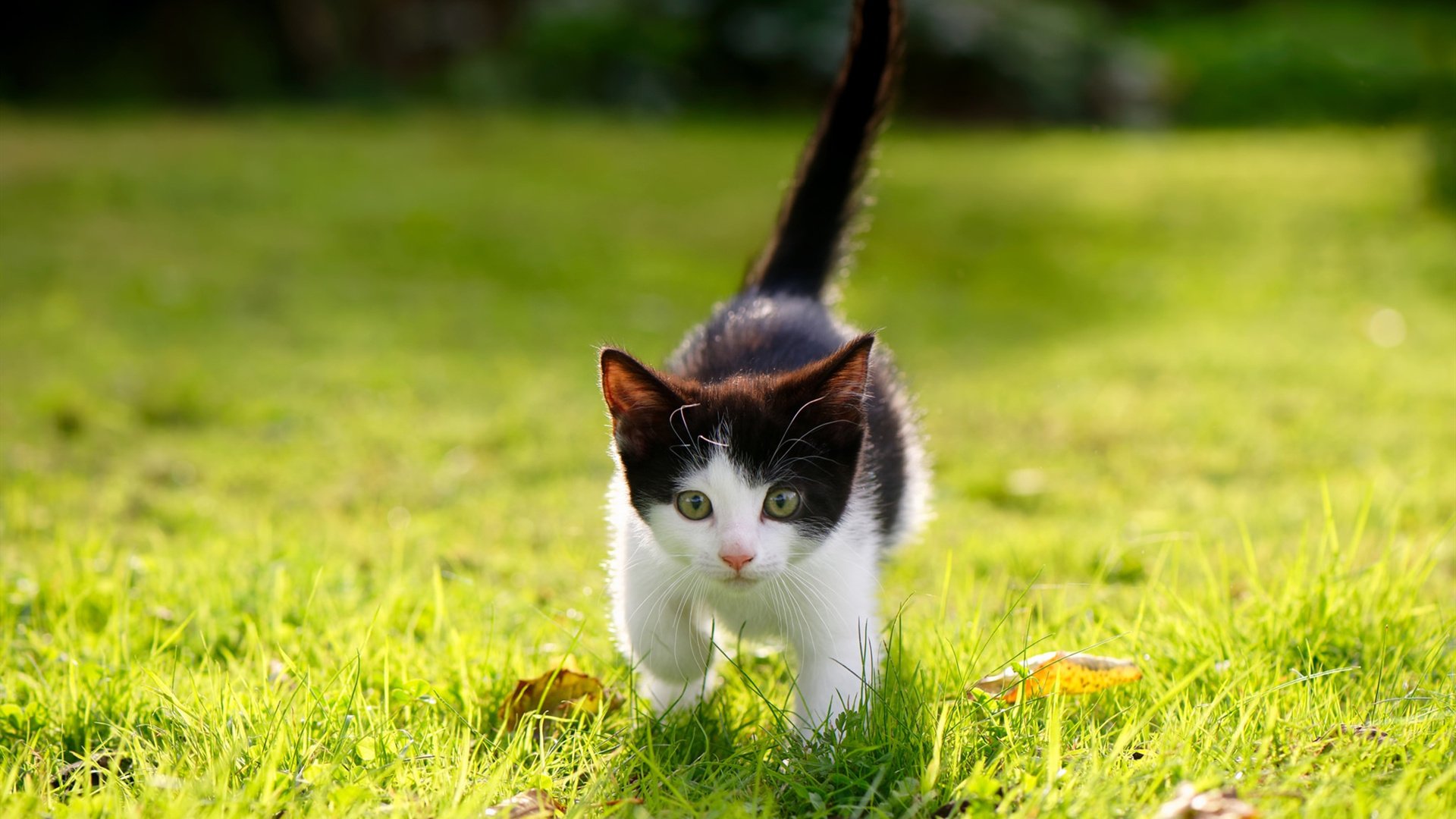 守望先锋 新人选手首秀出色 俱乐部深度布局青训，守望先锋阵容大全