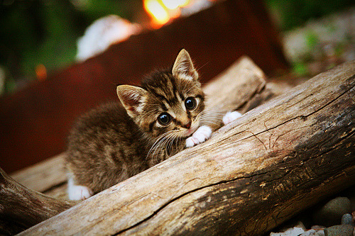 b体育(sports)官方网站-智慧青训平台上线，科学导向成长路径，青职智慧校园