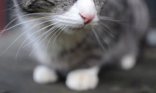 法国新星登场即破门，成唯一亮点，法国新球星