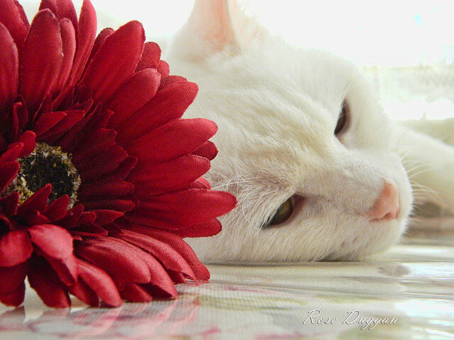 B体育APP下载网址-环保材料在赛车中的应用新进展，汽车环保材料在汽车上的使用前景