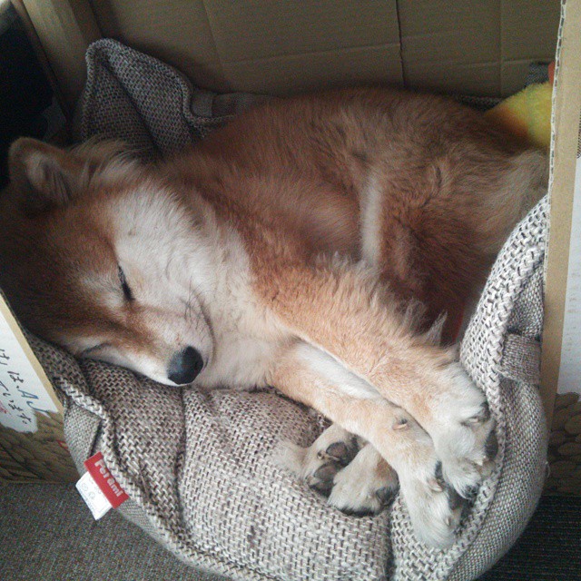 凯尔特人击败森林狼，关键一役中塔图姆创下生涯新高，塔图姆顶薪续约凯尔特人