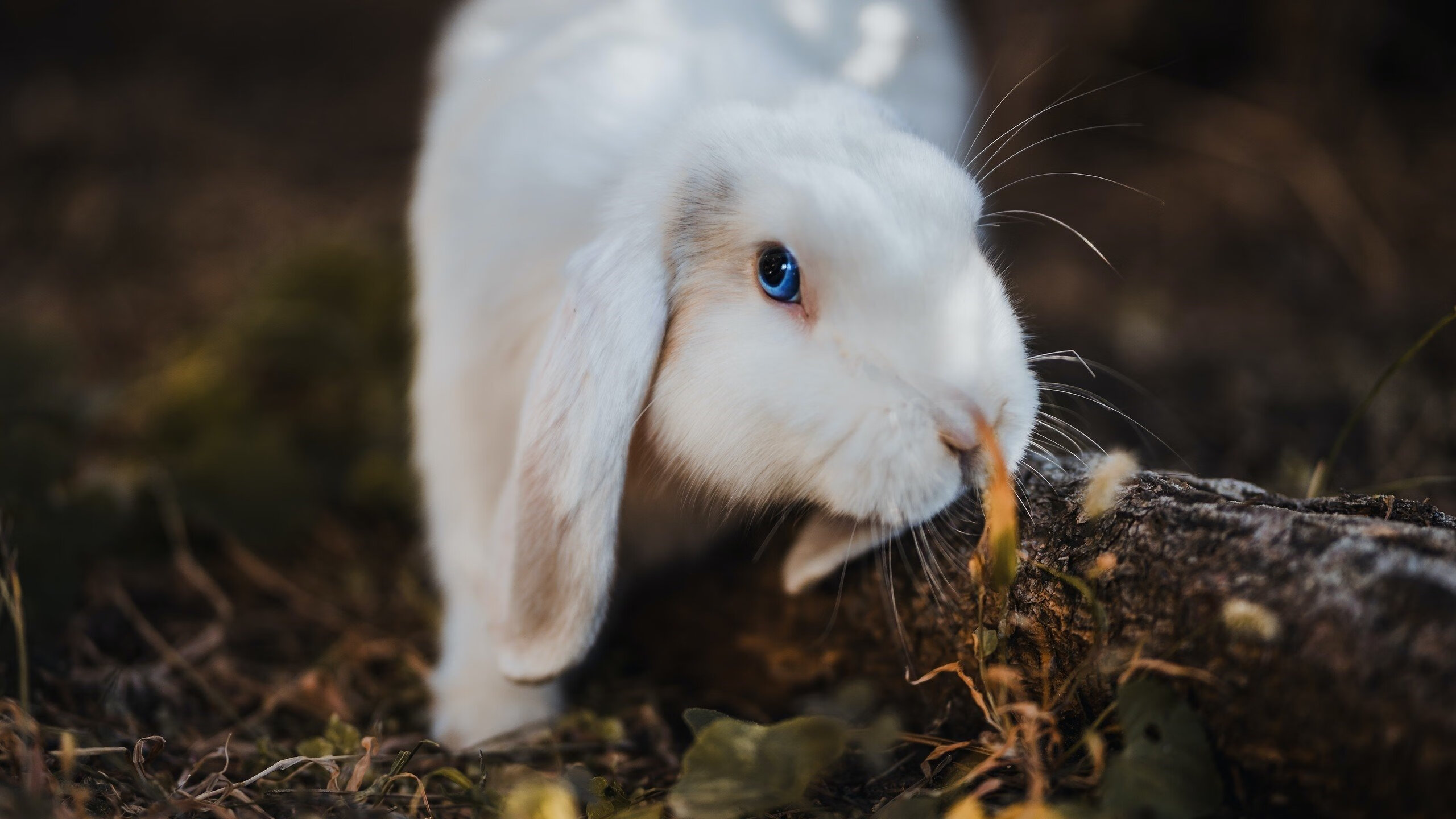 b体育平台-太阳击败森林狼，全明星赛前哨战中杜兰特连续抢断建功，杜兰特打比赛