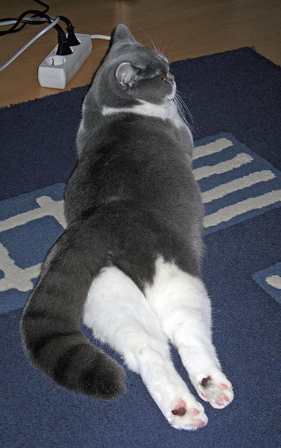 新闻中心举办行业交流论坛,行业论坛发言稿