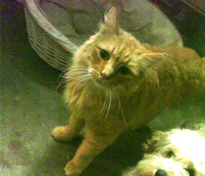 国家女篮赢得重要比赛提升国际排名，女篮国际篮联排名