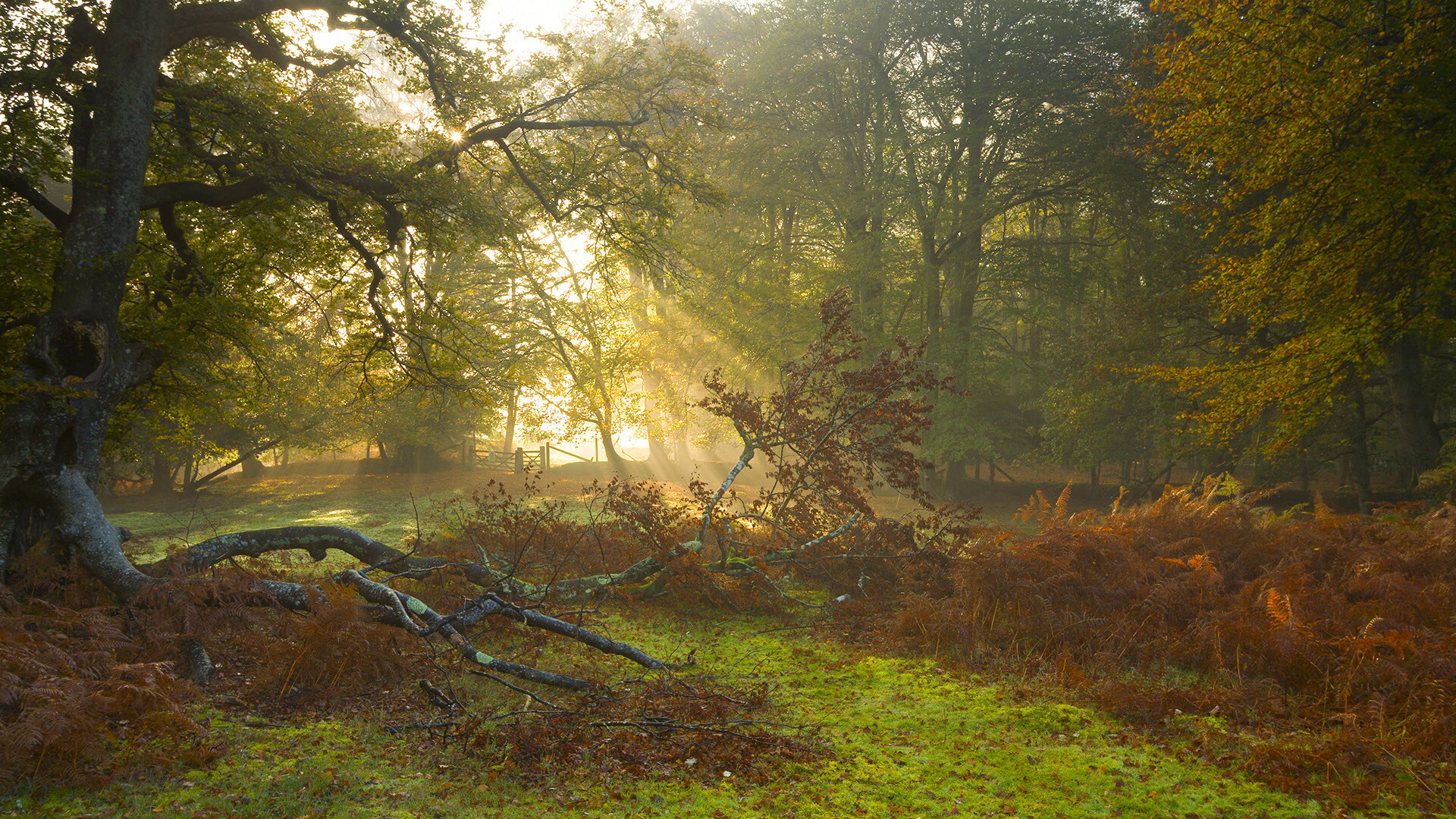埃及队未来规划：全方位打造高水平乒乓队伍，埃及乒乓球男团名单