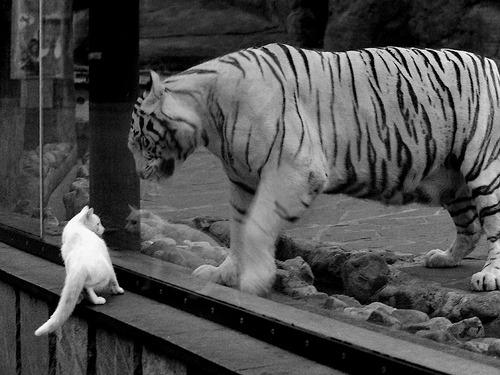 格鲁吉亚女篮在欧洲锦标赛中表现出色,迎向国际舞台的光明未来