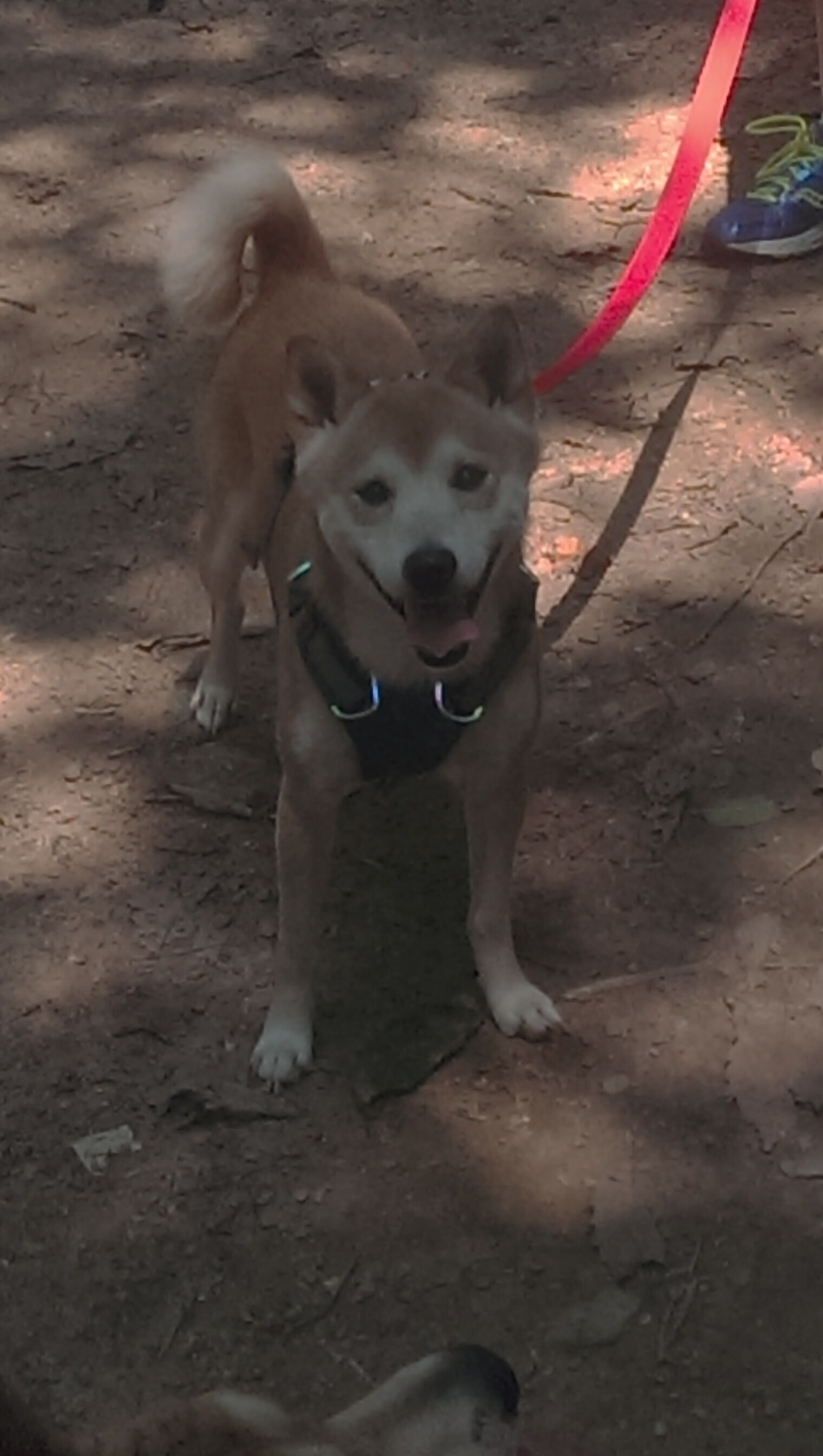 BSPORT APP-美洲杯争夺战：换人、策略、奇迹无一缺席，美洲杯讲解