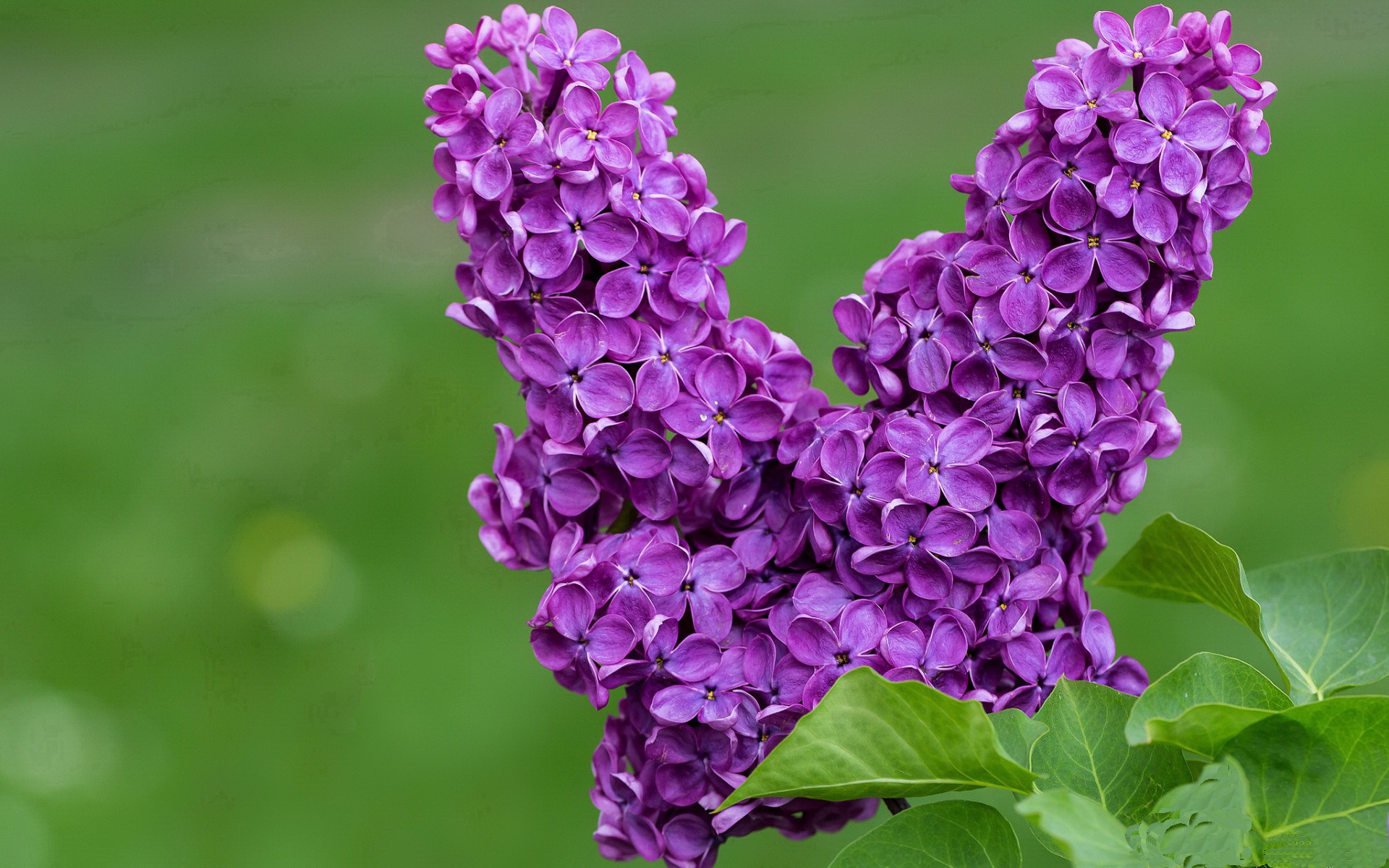 b体育网站注册-跳水选手转身衔接动作风险控制良好，跳水运动员旋转